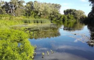 У річку Рось біля Білої Церкви потрапили отруйні речовини